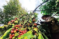 Giữ vững đ&agrave; tăng trưởng xuất khẩu n&ocirc;ng sản
