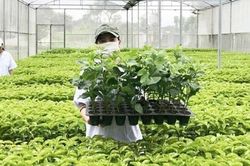Tổ chức vi phạm về sản xuất, buôn bán giống cây trồng bị phạt đến 100 triệu đồng