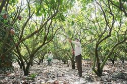 Từ phụ phẩm cacao đến hướng đi cho nông nghiệp xanh và phát triển bền vững