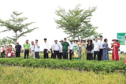 Hà Nội: Đẩy mạnh chuỗi giá trị gạo hữu cơ Đồng Phú
