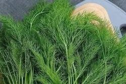 Loại rau gia vị bán đầy chợ ngừa trầm cảm, giảm đau bụng kinh