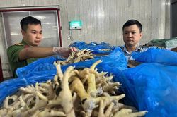 Phát hiện, triệt phá ổ nhóm buôn lậu hơn 10.000 tấn chân gà đông lạnh