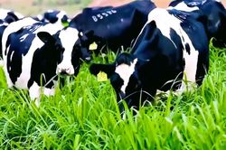 TP Hồ Chí Minh yêu cầu lưu hồ sơ giống vật nuôi tối thiểu 3 năm