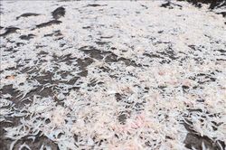 Sản lượng ruốc dồi d&agrave;o, ngư d&acirc;n C&agrave; Mau kỳ vọng vụ m&ugrave;a thắng lớn