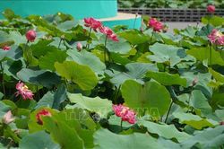 Nhiều giải pháp đưa sản phẩm từ sen đến với người tiêu dùng