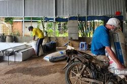 Giá mủ vượt mốc 540 đồng/độ, người trồng cao su kỳ vọng khởi sắc