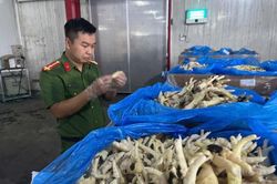 Khởi tố nữ giám đốc tuồn hơn 10.000 tấn chân gà nhập lậu ra thị trường