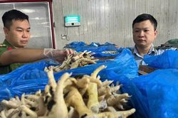 Nữ giám đốc lén lút tuồn hơn 10.000 tấn chân gà nhập khẩu ra thị trường