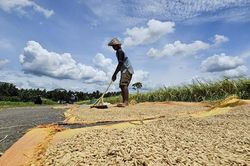 Indonesia tuyên bố đạt tự túc lương thực theo tiêu chuẩn FAO