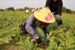 Lào Cai phát triển OCOP xanh, đưa đặc sản vùng cao lên nền tảng số