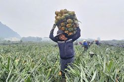 Canh tác có tổ chức