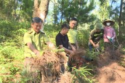 Cảnh b&aacute;o ch&aacute;y rừng tại 99 x&atilde;, phường