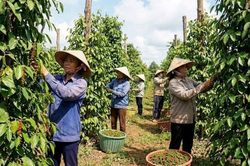 Hồ tiêu Việt Nam đón cơ hội lớn từ thị trường Trung Đông, Nam Á
