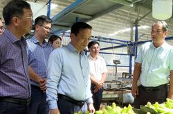 Phó Chủ tịch Thường trực UBND tỉnh Gia Lai làm việc với Công ty Nông nghiệp HAGL - Stung Treng