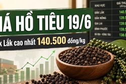 Giá hồ tiêu hôm nay 19/6: Thị trường đi ngang, vẫn neo vùng cao