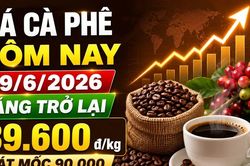 Giá cà phê hôm nay 19/6: Trong nước tăng, Arabica New York phân hóa