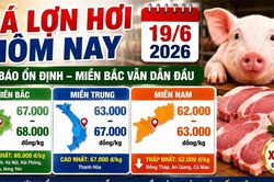 Gi&aacute; lợn hơi h&ocirc;m nay 19/6: Bắc Ninh, H&agrave; Nội, Hải Ph&ograve;ng vẫn dẫn đầu