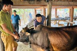 Phòng, chống dịch bệnh cho gia súc