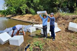 Triển khai m&ocirc; h&igrave;nh nu&ocirc;i c&aacute; ngạnh thương phẩm