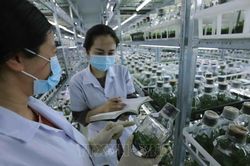 Tổ chức vi phạm về sản xuất, buôn bán giống cây trồng bị phạt đến 100 triệu đồng