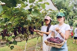Hiệu quả từ m&ocirc; h&igrave;nh trồng nho Hạ Đen kết hợp du lịch trải nghiệm