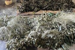 Đ&agrave; Nẵng ph&aacute;t hiện cơ sở d&ugrave;ng chất cấm khi l&agrave;m b&aacute;nh &uacute; tro