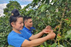 Sơn La tái định vị Arabica trong chuỗi giá trị toàn cầu