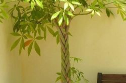 4 vị trí phạm phong thủy không nên đặt cây Kim ngân