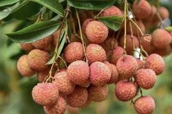 M&ugrave;a vải ngắn nhưng ăn d&agrave;i l&acirc;u: 4 c&aacute;ch bảo quản vải thiều giữ nguy&ecirc;n vị ngọt cả th&aacute;ng trời