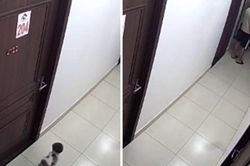 Ch&uacute; ch&oacute; nhỏ bị đ&aacute; chết trong h&agrave;nh lang chung cư: Camera an ninh ghi lại h&agrave;nh vi phẫn nộ của nam thanh ni&ecirc;n