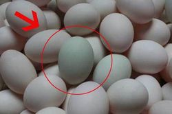 Mua trứng vịt nên chọn quả vỏ trắng hay vỏ xanh thì tốt hơn?