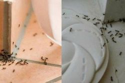 Mẹo đuổi kiến hiệu quả bằng nguy&ecirc;n liệu tự nhi&ecirc;n kh&ocirc;ng cần h&oacute;a chất
