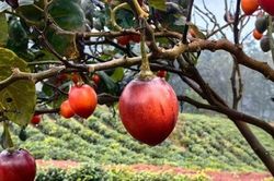 Loại quả từng là đặc sản đắt đỏ nay có giá 70.000 đồng/kg, vitamin C cao gấp 10 lần táo, trồng một lần ăn suốt 20 năm