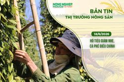 Thị trường nông sản 18/6/2026: Hồ tiêu giảm nhẹ, cà phê điều chỉnh