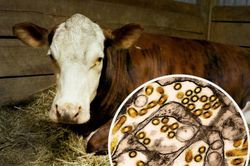 Chỉ 10 hạt virus H5N1 c&oacute; thể khiến b&ograve; sữa nhiễm c&uacute;m gia cầm