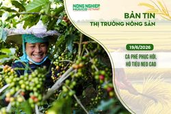 Thị trường n&ocirc;ng sản 19/6/2026: C&agrave; ph&ecirc; phục hồi, hồ ti&ecirc;u neo cao
