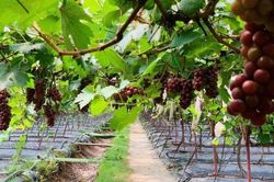 Khánh Hòa: Đẩy mạnh sản xuất nông nghiệp theo hướng bền vững, nâng cao giá trị