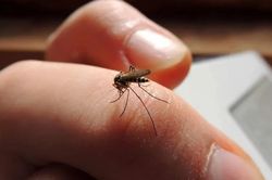 Không phải nhóm máu O, đây mới là lý do khiến bạn dễ bị muỗi đốt