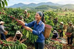 Giá cà phê hôm nay 20.6 chạm mốc 90.000 đồng/kg
