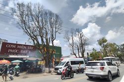 Lâm Đồng: Người dân thấp thỏm vì hàng cây giữa phố chết khô nhiều tháng vẫn chưa được cưa hạ