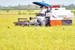 Kết nối, hình thành vùng nguyên liệu, tiêu thụ nông sản bền vững