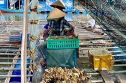 Hàu Thái Bình Dương mở lối 'nuôi biển' bền vững