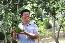 Gác giấc mơ giảng đường, đưa bưởi da xanh chinh phục thị trường quốc tế