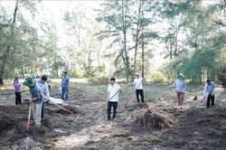 Quảng Ng&atilde;i: Thu gom thảm mục ngăn nguy cơ ch&aacute;y rừng ph&ograve;ng hộ ven biển