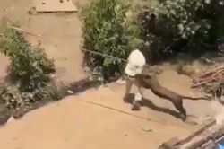 Báo dữ xông vào khu dân cư, vồ ngã kiểm lâm làm bị thương 5 người