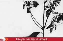 Ngày này năm xưa (20/6): Chủ tịch Hồ Chí Minh ra 'Lời kêu gọi gửi nhân dân thế giới'