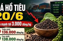 Giá hồ tiêu hôm nay 20/6: Đồng loạt giảm trên diện rộng