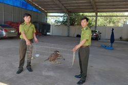 Gia Lai siết chặt quản l&yacute;, bảo vệ động vật hoang d&atilde;
