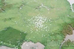 Vườn cò Hải Lựu - Điểm du lịch sinh thái, trải nghiệm hấp dẫn