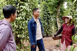 Giữ niềm tin cho người trồng tiêu hữu cơ